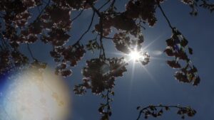 Pogoda na jutro – piątek, 1.05. Pierwszy dzień maja pod znakiem słonecznej aury